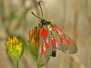 Zygaena cynarae  Haarstrang-Widderchen