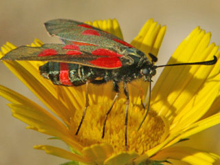 Zygaena cynarae  Haarstrang-Widderchen