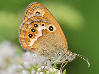 Coenonympha elbana "Elba-Wiesenv�gelchen" Elban Heath