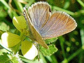 Zizeeria karsandra  Dark Grass Blue