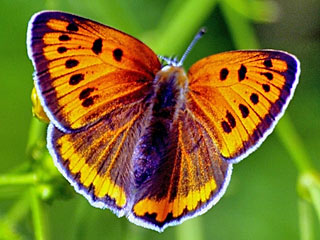 Lycaena dispar   Groer Feuerfalter Large Copper