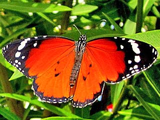 Afrikanischer Monarch  Danaus chrysippus  Plain Tiger