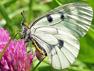 Schwarzer Apollo  Parnassius mnemosyne Clouded Apollo