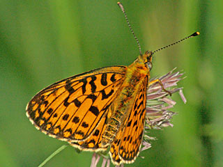 Braunfleckiger PerlmutterfalterSumpfwwiesen-Perlmuttfalter  Boloria ( Clossiana ) selene Small Pearl-bordered Fritillary