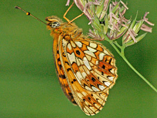 Braunfleckiger PerlmutterfalterSumpfwwiesen-Perlmuttfalter  Boloria ( Clossiana ) selene Small Pearl-bordered Fritillary