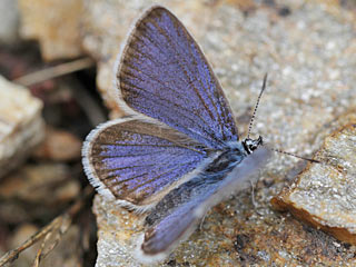 Plebejus trappi  Alpine Zephyr Blue  Kleiner Tragant-Bluling