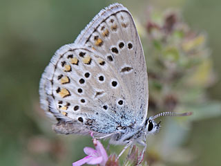 Plebejus trappi  Alpine Zephyr Blue  Kleiner Tragant-Bluling