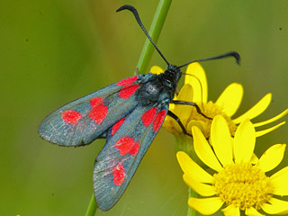 Supfhornklee-Widderchen Zygaena trifolii Five-spot Burnet