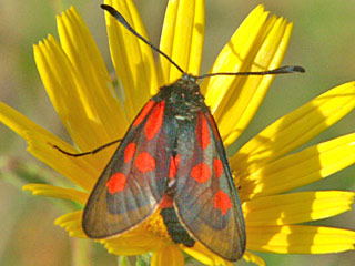 Zygaena cynarae  Haarstrang-Widderchen