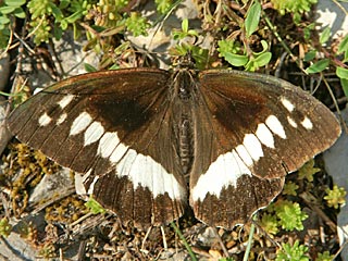 Weier Waldportier Brintesia ( Aulocera ) circe Great Banded Grayling