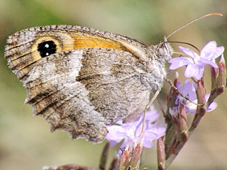 Pyronia cecilia Sdliches Ochsenauge Southern Gatekeeper