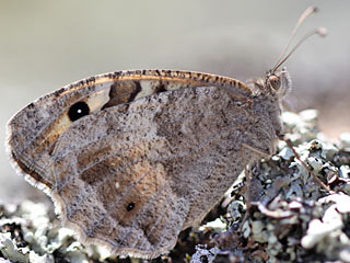 Berghexe   Chazara briseis  The Hermit