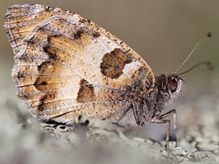 Berghexe   Chazara briseis  The Hermit