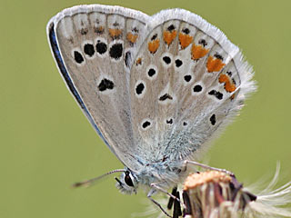 Wundklee-Bluling Polyommatus dorylas Turquoise Blue