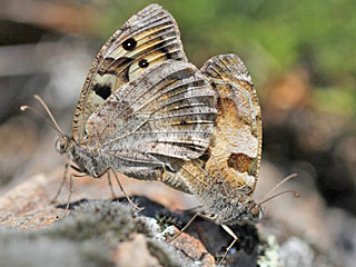 Berghexe   Chazara briseis  The Hermit