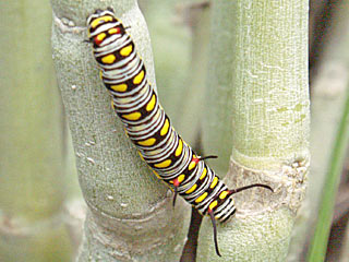 Afrikanischer Monarch  Danaus chrysippus  Plain Tiger