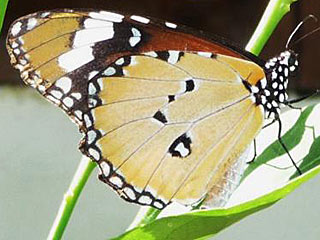 Afrikanischer Monarch  Danaus chrysippus  Plain Tiger