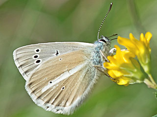 Weidolch-Bluling   Polyommats ( Agrodiaetus ) damon   Damon Blue