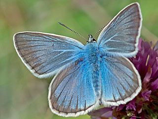 Weidolch-Bluling   Polyommats ( Agrodiaetus ) damon   Damon Blue