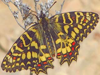 Spanischer Osterluzeifalter  Zerynthia rumina  Spanish Festoon