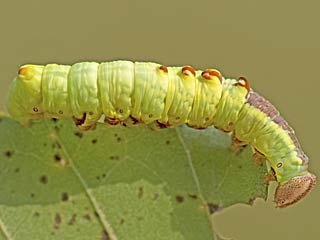 Dromedar-Zahnspinner  Notodonta dromedarius  Iron Prominent