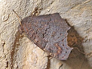 Tagpfauenauge Inachis io Peacock