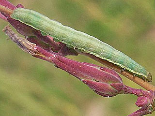 Hecatera dysodea  Kompasslattich-Eule  Small Ranunculus
