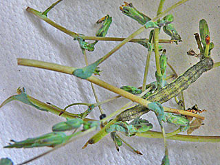 Hecatera dysodea  Kompasslattich-Eule  Small Ranunculus
