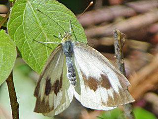 Kanaren-Weiling Pieris cheiranthi  Canary Islands Large White (23205 Byte)