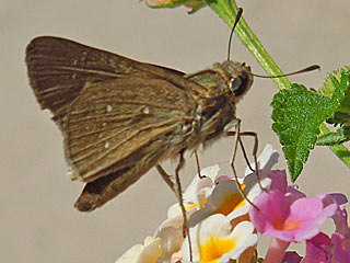 Peliponidas thrax  Millet Skipper