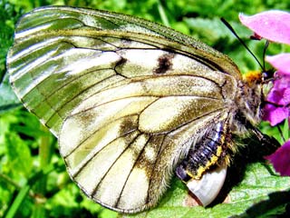 Schwarzer Apollo  Parnassius mnemosyne Clouded Apollo