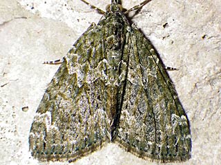 Olivgrner Bindenspanner Chloroclysta siterata Red-green Carpet 