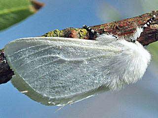 Leucoma salicis Pappel-Trägspinner White Satin Moth