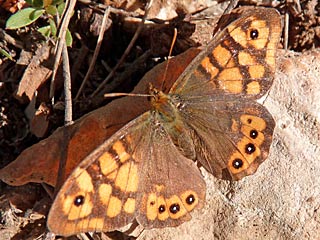 Waldbrettspiel Laubfalter Pararge aegeria Speckled Wood