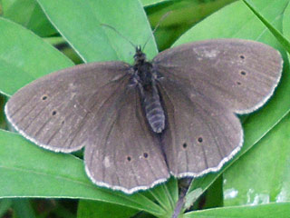  Brauner Waldvogel   Aphantopus hyperantus   The Ringlet