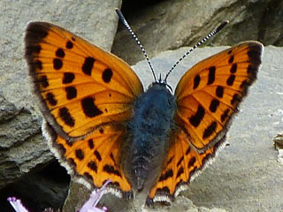 Violetter Feuerfalter Purple-Shot Copper Lycaena alciphron (23938 Byte)