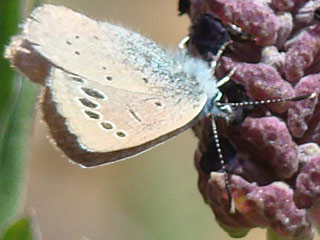 Glaucopsyche melanops  Black-eyed Blue