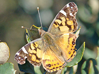 Amerikanischer Distelfalter Vanessa virginiensis American Painted Lady