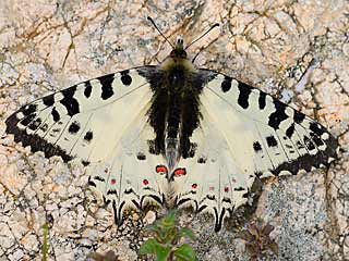 stlicher Osterluzeifalter Allancastria cerisy, Eastern Festoon, Balkan-Osterluzeifalter