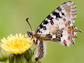 stlicher Osterluzeifalter Allancastria cerisy, Eastern Festoon, Balkan-Osterluzeifalter