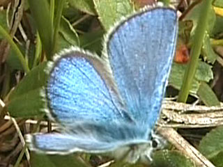 Plebeius orbitulus Heller Alpenbläuling Alpine Blue