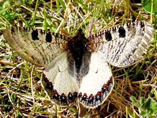 Osterluzei-Apollo Archon apollinus False Apollo