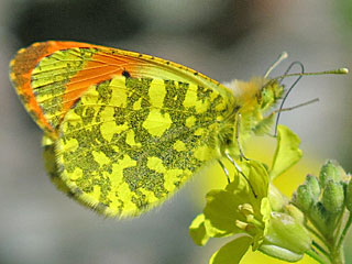 Anthocharis damone  Eastern Orange Tip