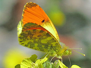 Anthocharis damone  Eastern Orange Tip