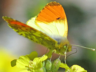 Anthocharis damone  Eastern Orange Tip