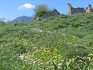 Anthocharis damone  Eastern Orange Tip