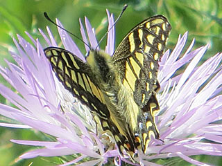Korsischer Schwalbenschwanz   Papilio hospiton   Corsican Schwallowtail