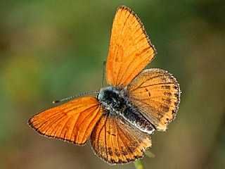 Lycaena thersamon Lesser Fiery Copper