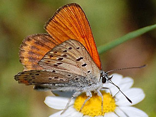 Lycaena thersamon Lesser Fiery Copper