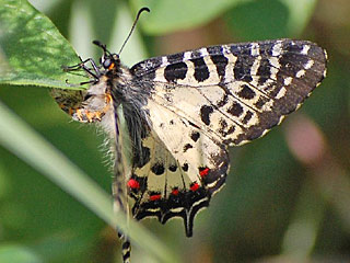 stlicher Osterluzeifalter Allancastria cerisy, Eastern Festoon, Balkan-Osterluzeifalter